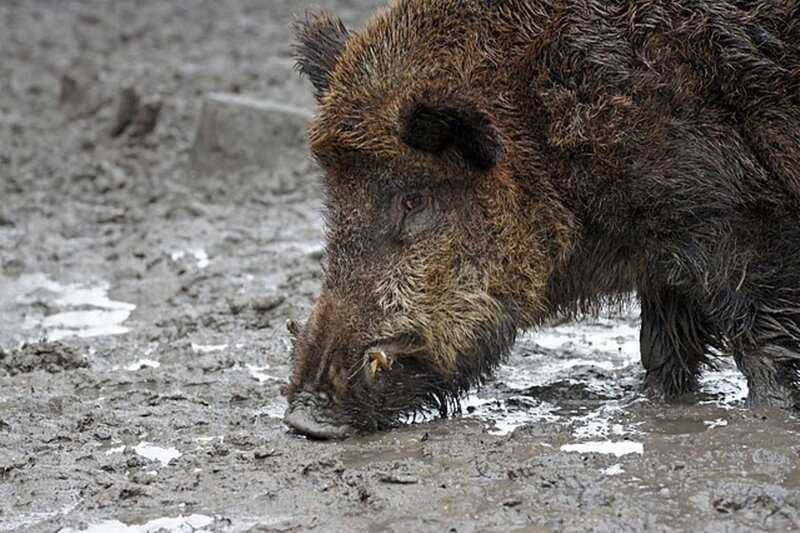 Wild Boar in Mud — Brown