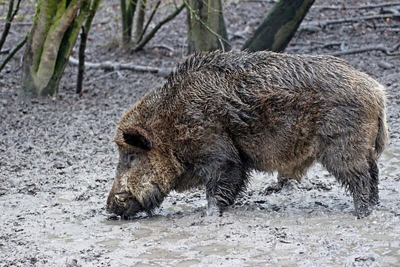 Wild Boar in Mud