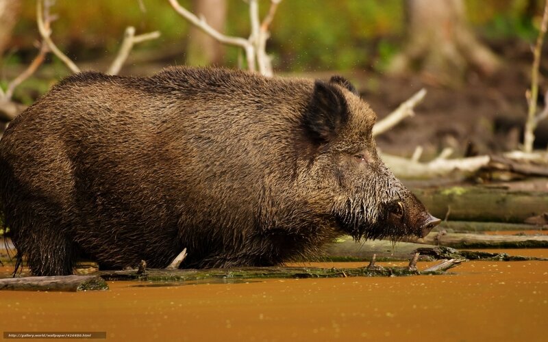 Wild Boar in Muddy Water — Brown, Natural