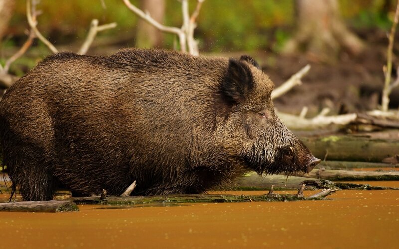 Wild Boar in Muddy Water — Brown