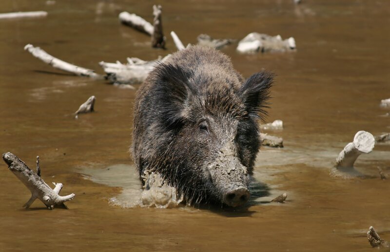 wild boar in muddy water