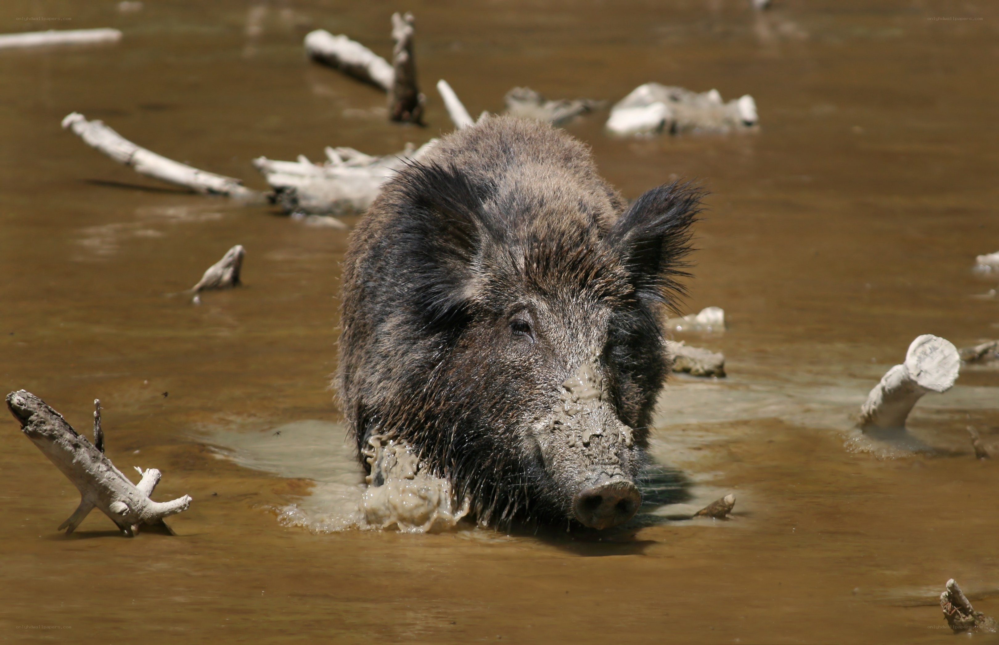 wild boar in muddy water