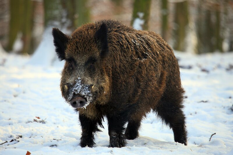 Wild Boar in Snow — Brown, Natural