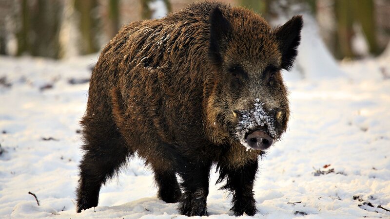 Wild Boar in Snow — Brown, Natural, Winter