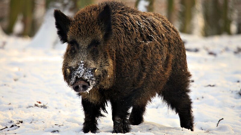 Wild Boar in Snow — Brown