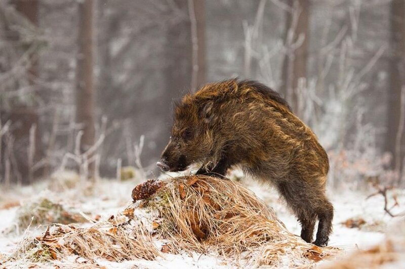 Wild Boar in Snow