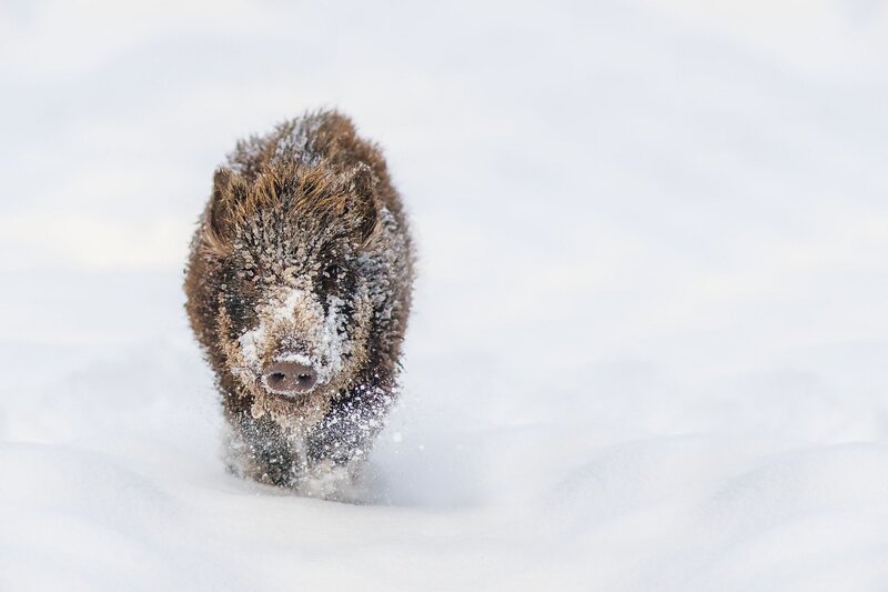 Wild Boar in Snow — White, Dynamic