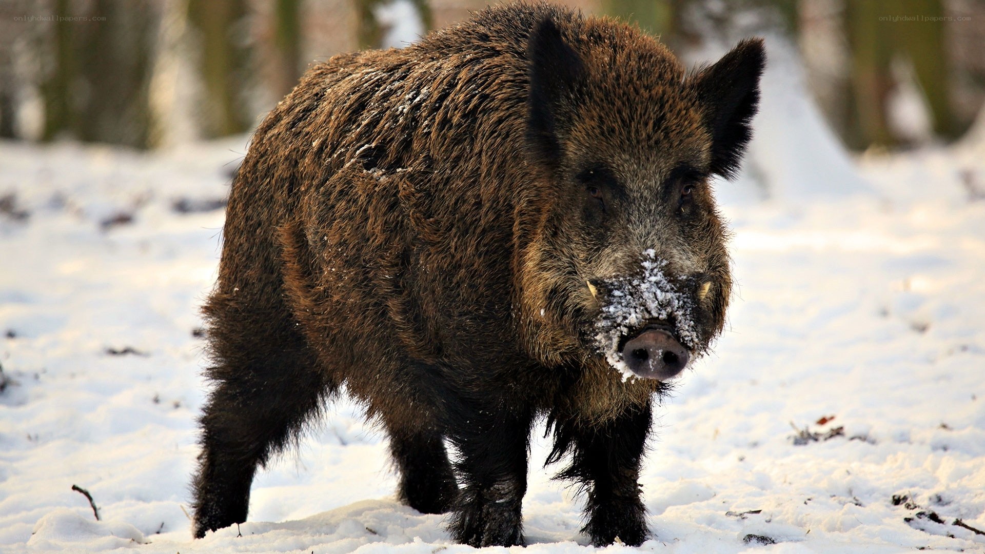 Wild boar in snowy forest