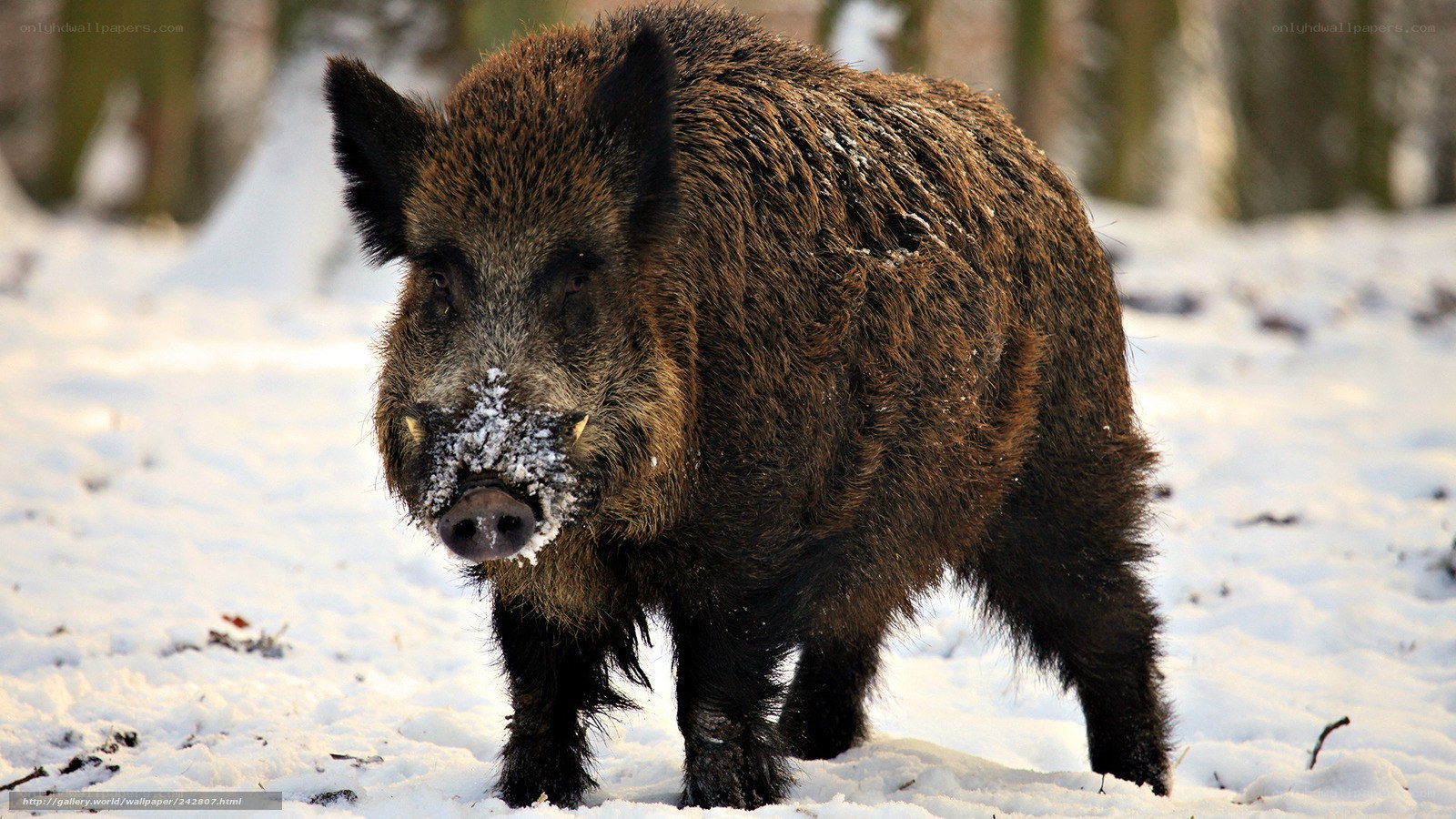 Wild boar in snowy forest
