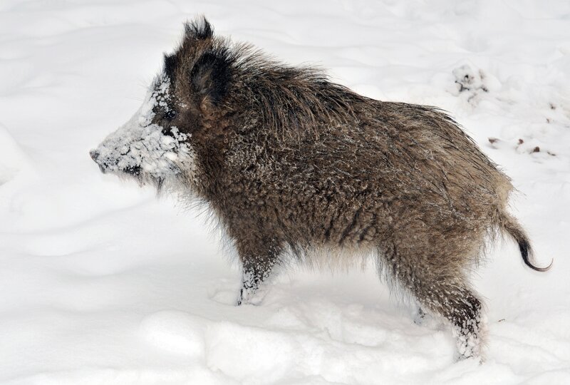 Wild boar in snowy landscape