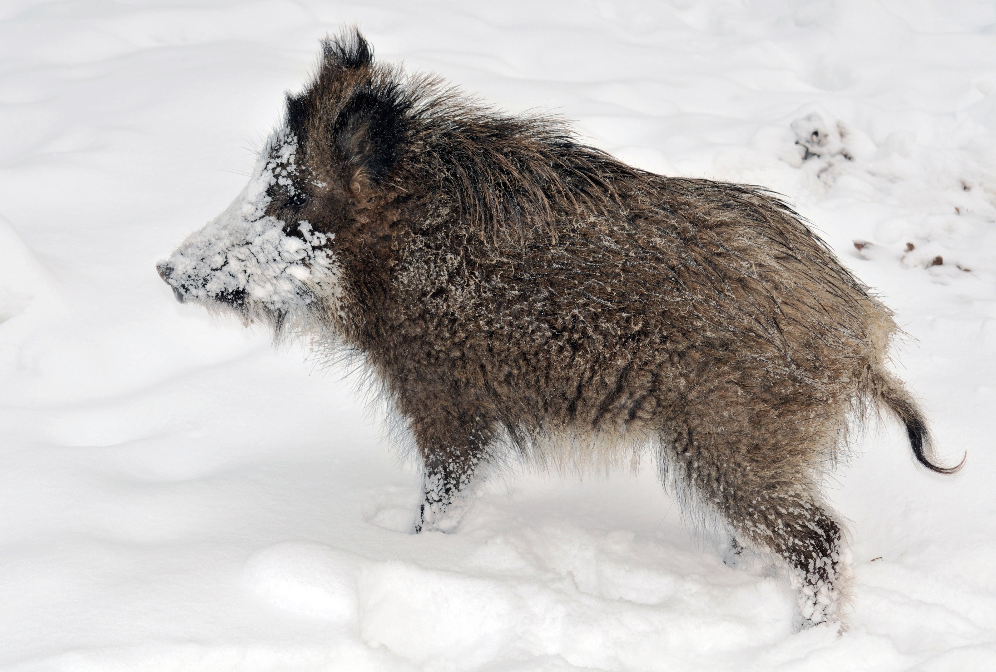 Wild boar in snowy landscape