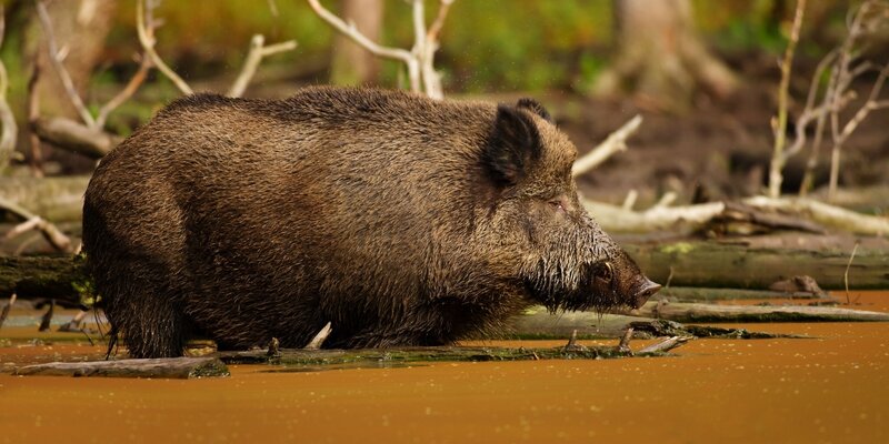 Wild Boar in Water