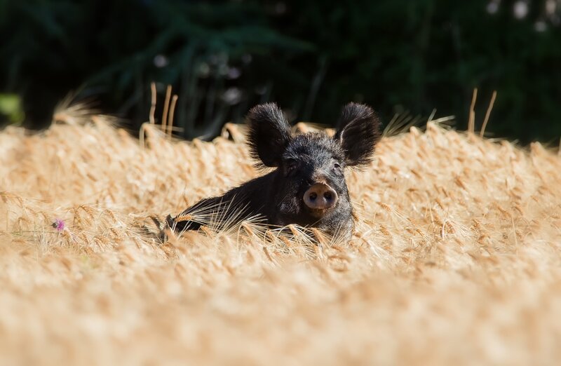 Wild Boar in Wheat Field