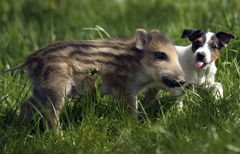 Wild Boar Piglet and Puppy