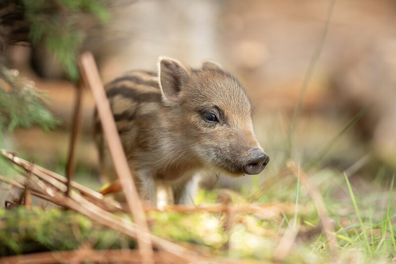 Wild Boar Piglet — Brown, Calm