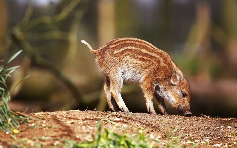 Wild Boar Piglet — Brown, Natural, Afternoon