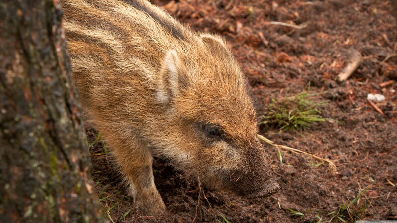 Wild Boar Piglet — Brown, Natural, Photograph