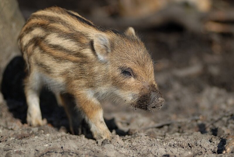 Wild Boar Piglet — Brown