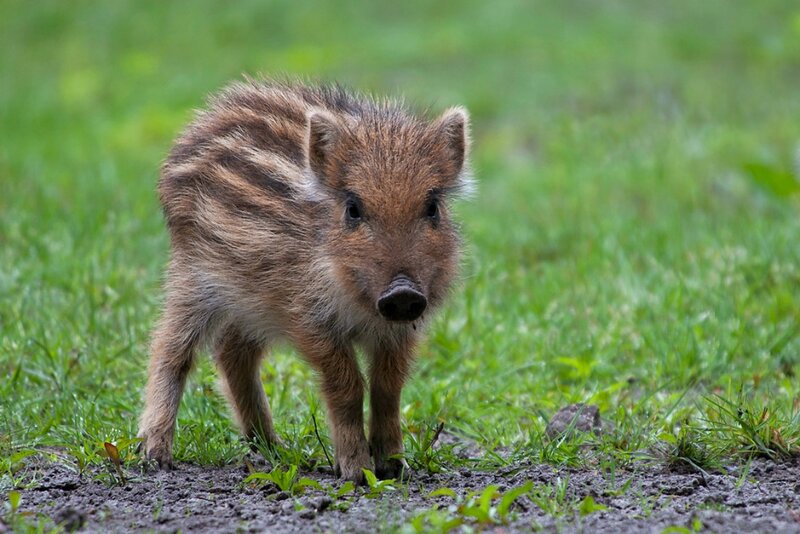 Wild Boar Piglet — Green