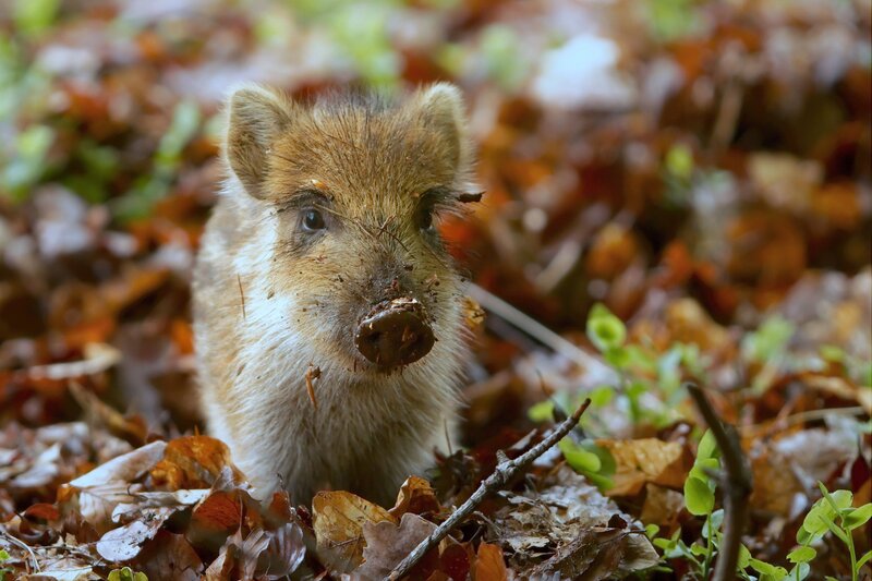 Wild boar piglet in autumn leaves