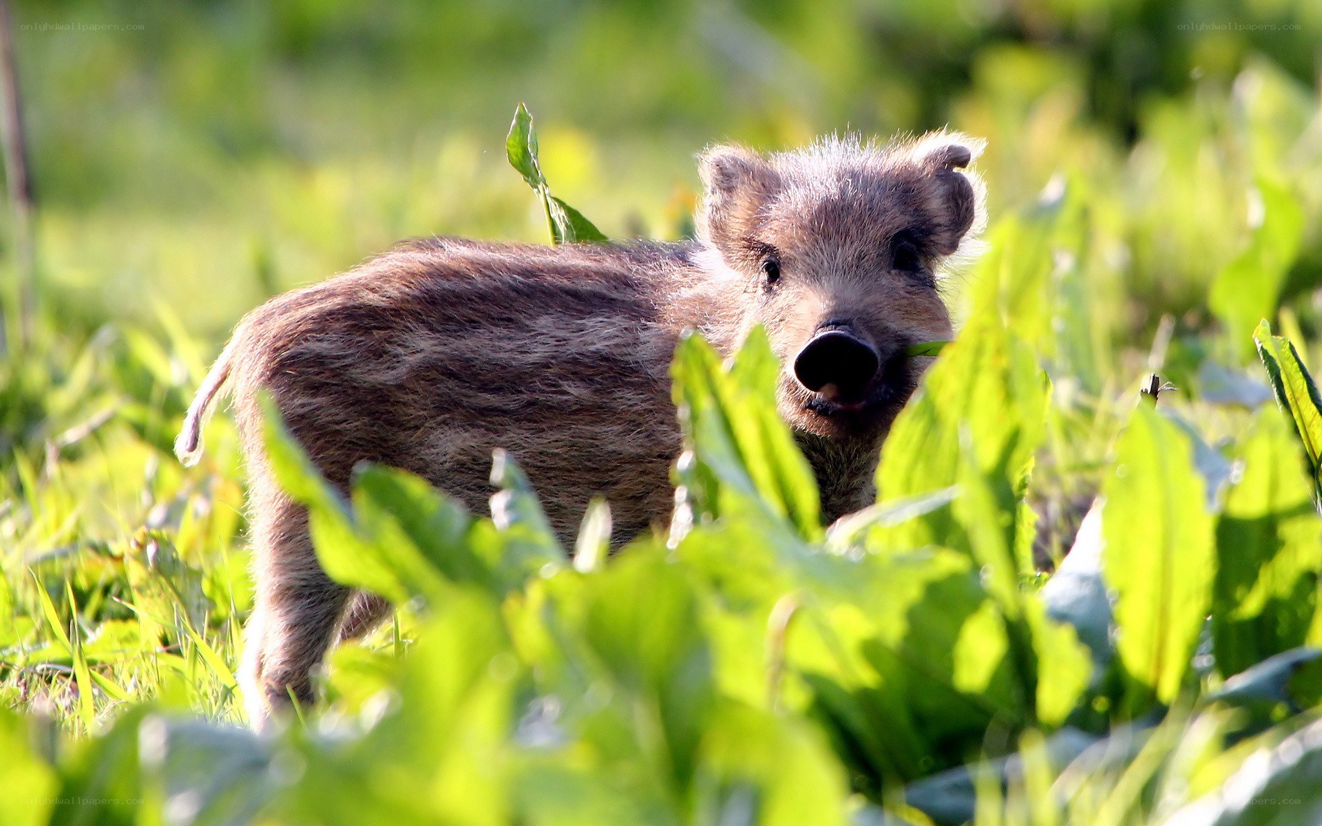 wild boar piglet in grass
