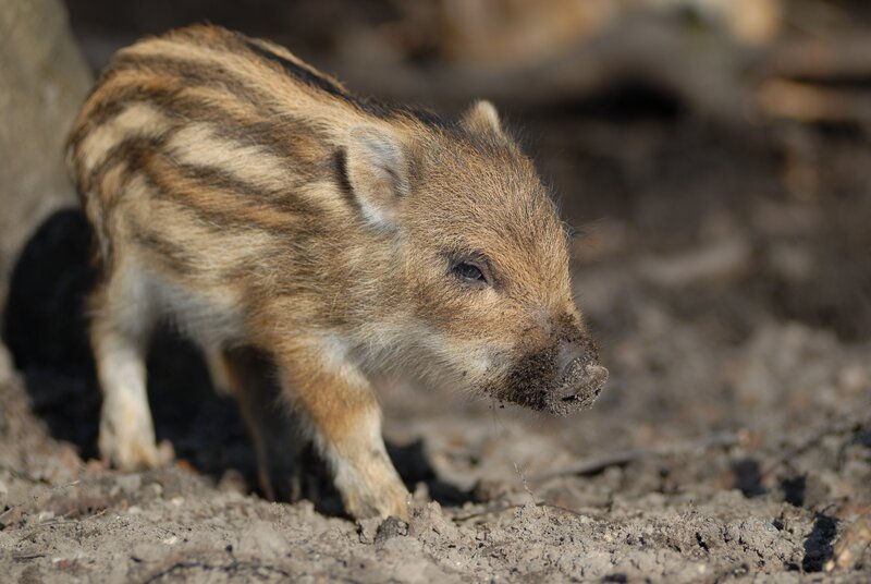 Wild boar piglet in the wild