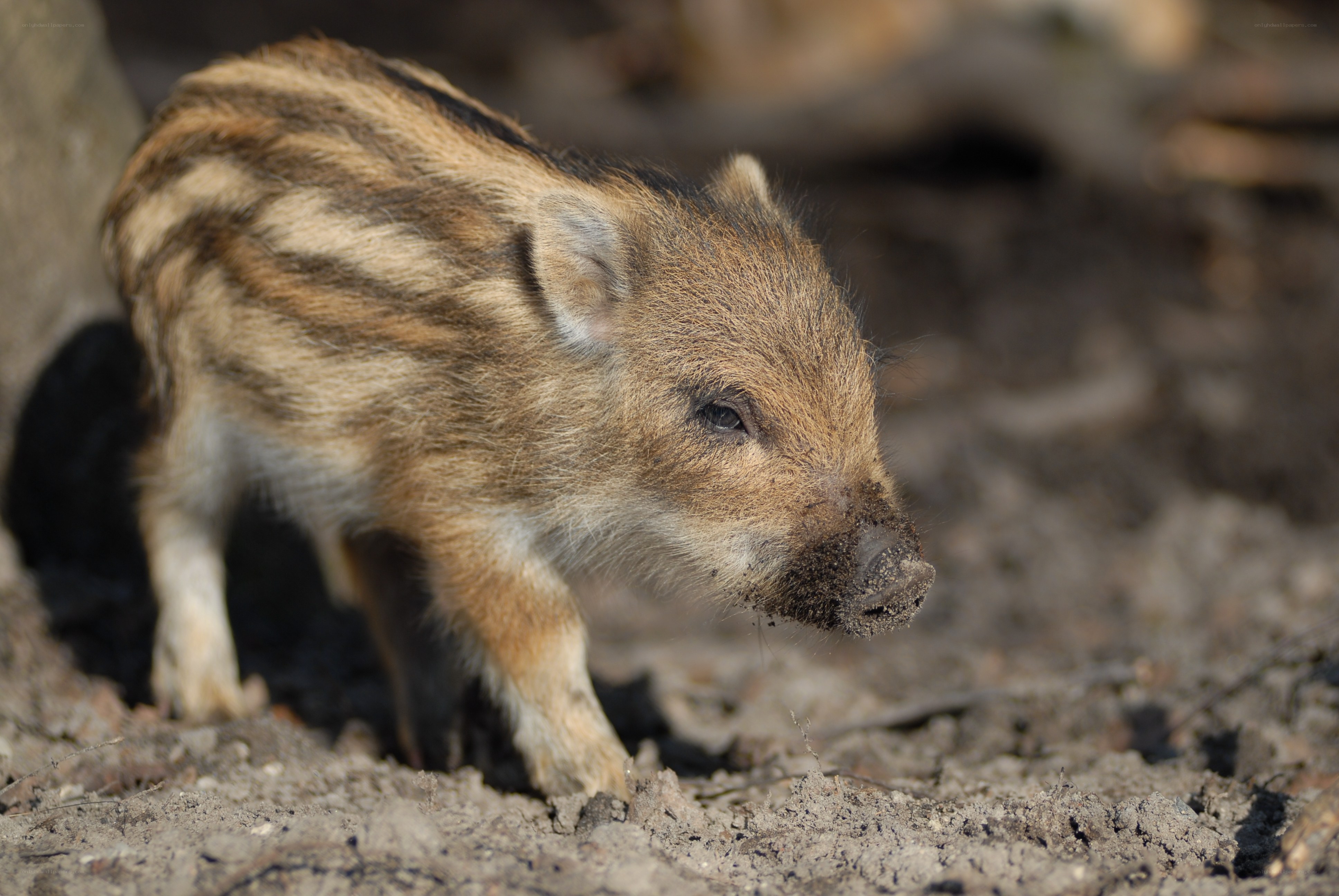 Wild boar piglet in the wild