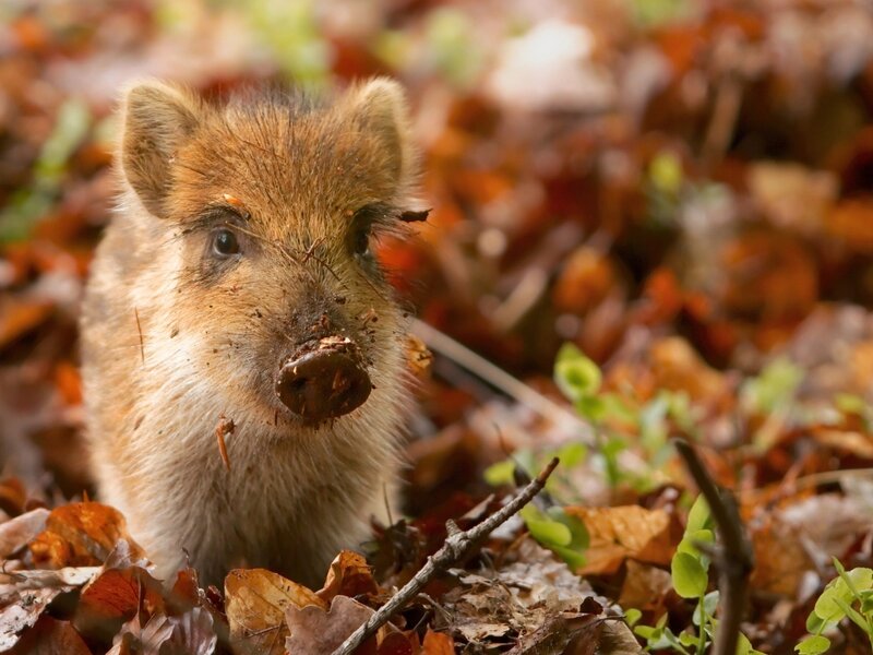 Wild Boar Piglet