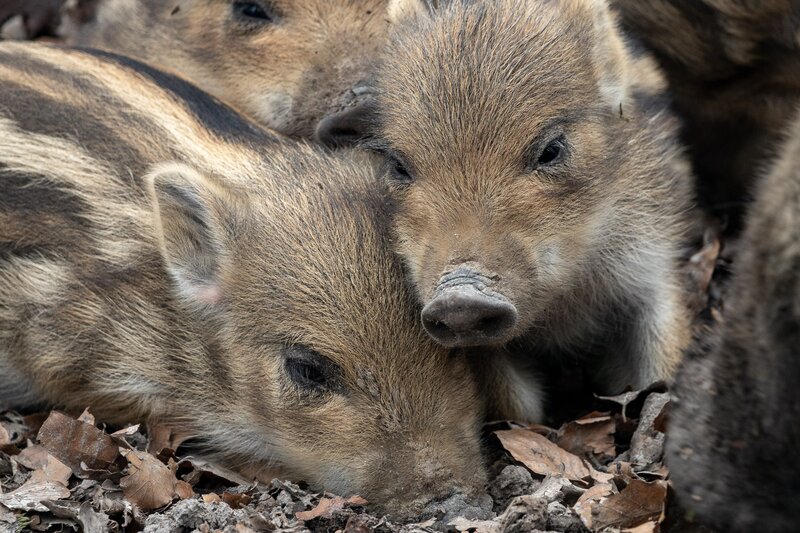 Wild Boar Piglets — Brown, Calm, Autumn