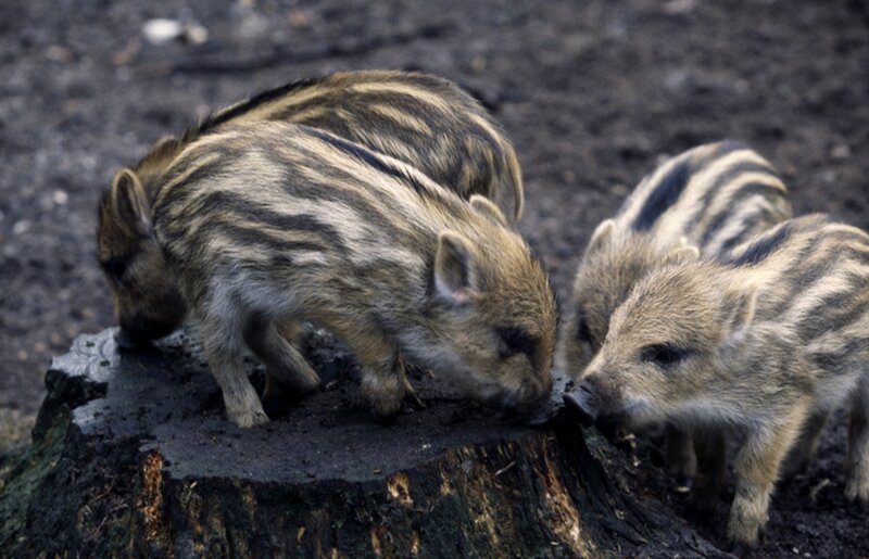 Wild Boar Piglets — Brown
