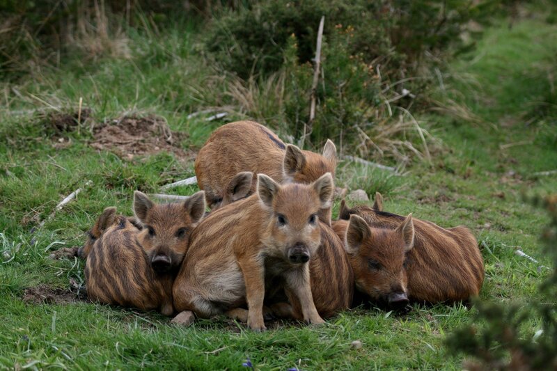 Wild Boar Piglets — Green