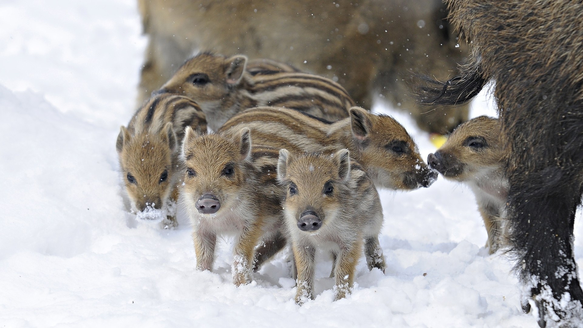 Wild boar piglets in snow