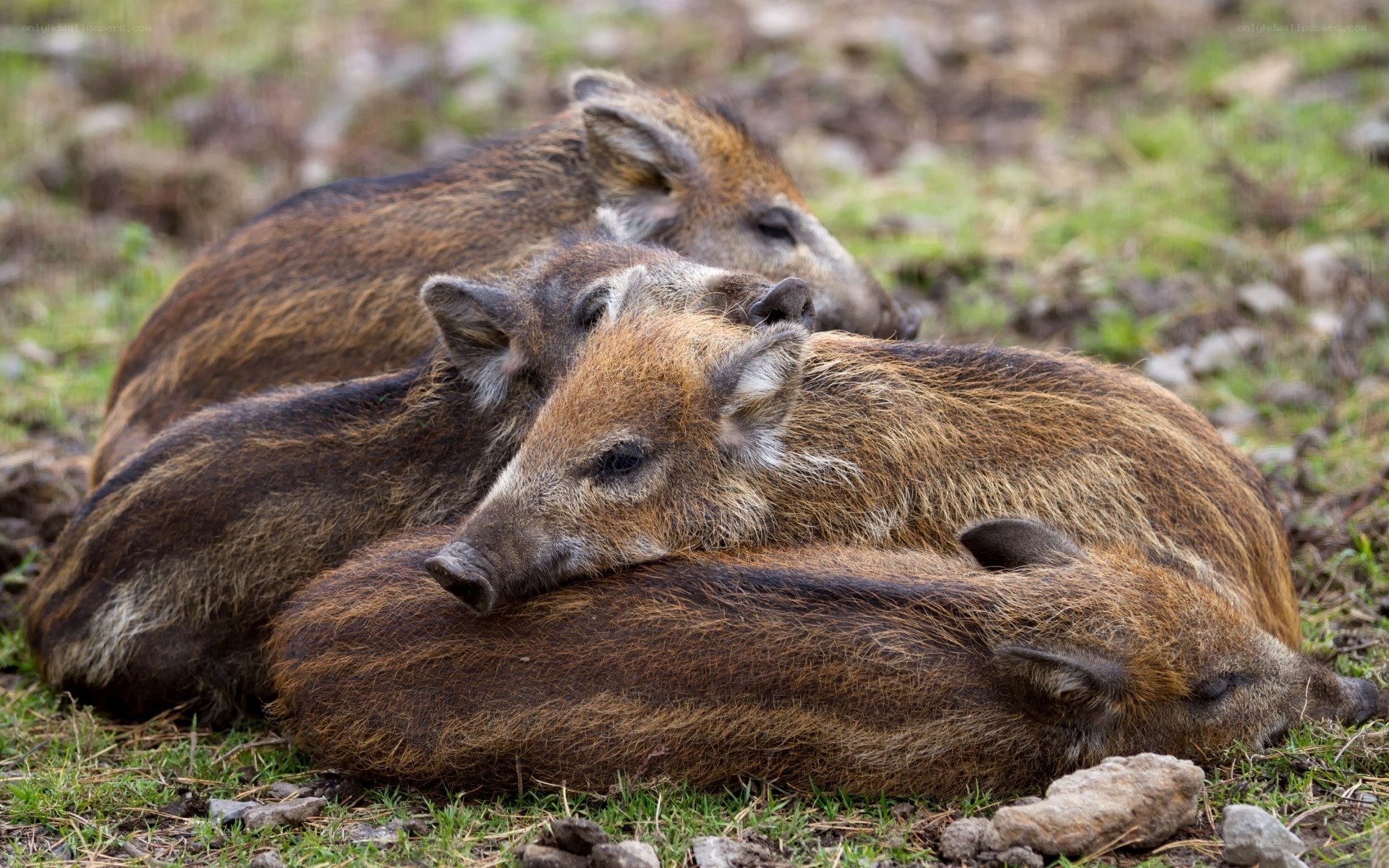 Wild boar piglets resting