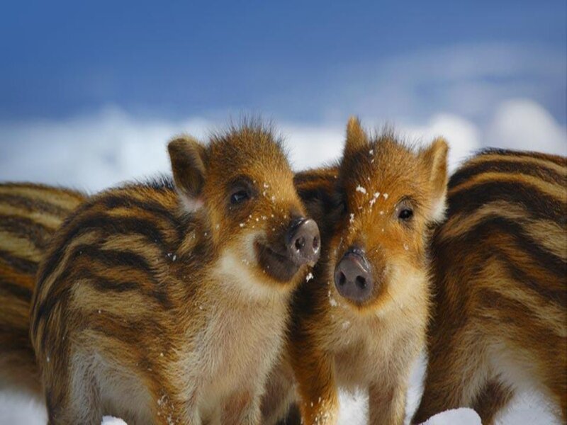 Wild Boar Piglets