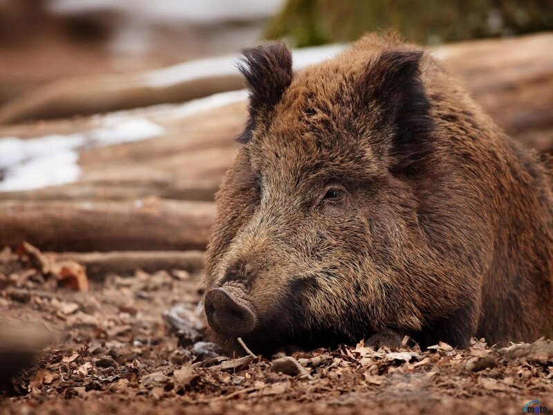 Wild Boar Resting