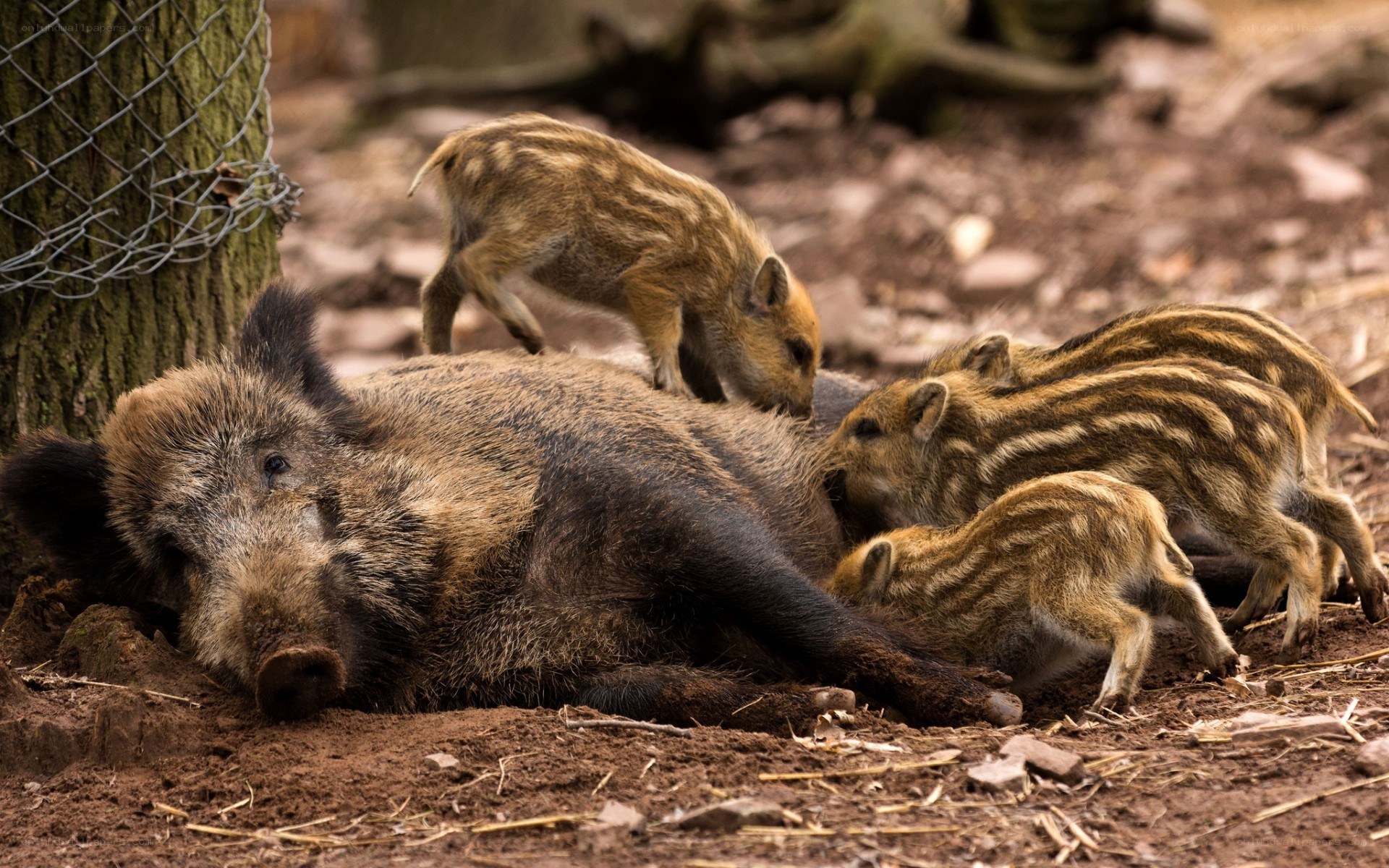 Wild boar sow with piglets
