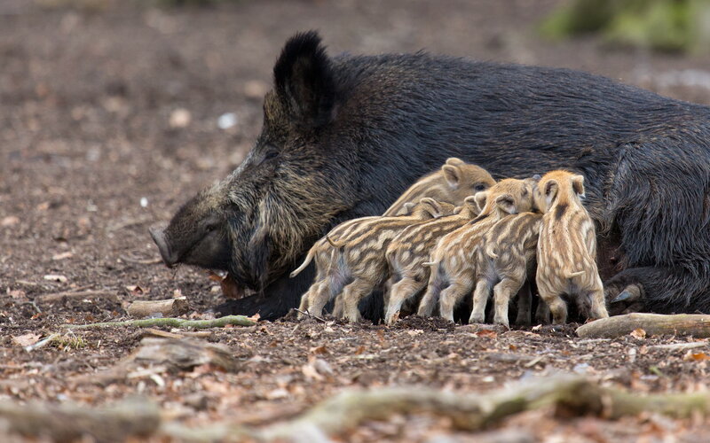 Wild Boar Sow with Piglets — Brown