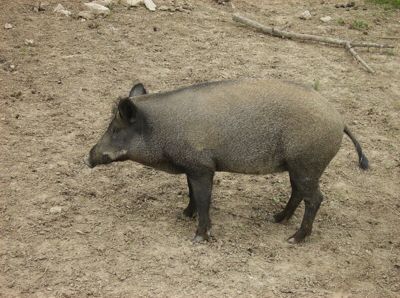Wild Boar Standing