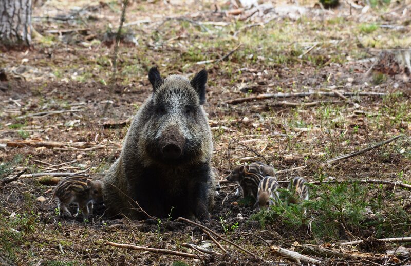 Wild boar with piglets in forest