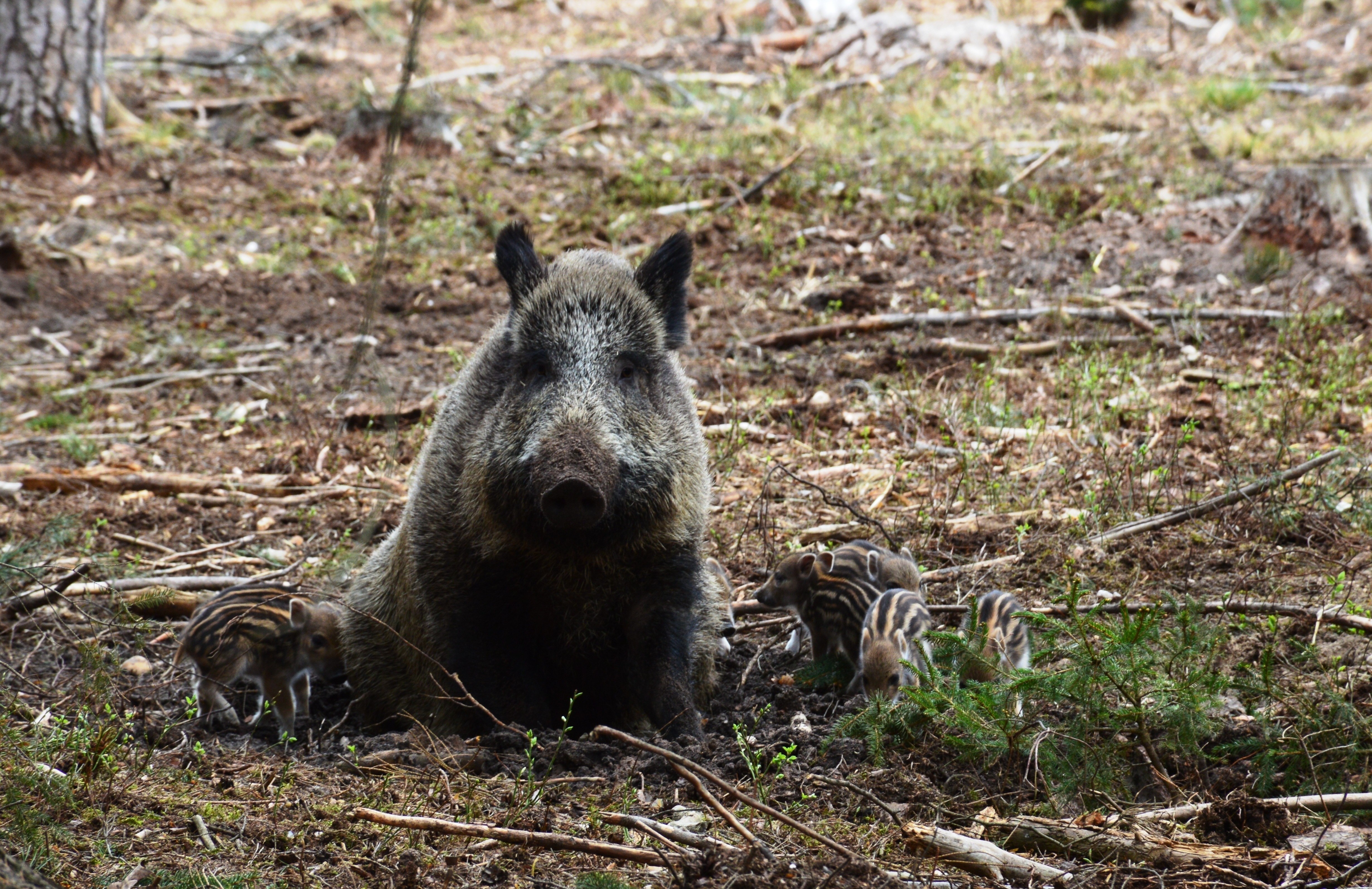 Wild boar with piglets in forest