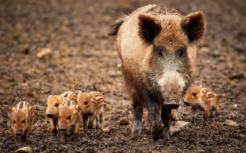 Wild Boar with Piglets