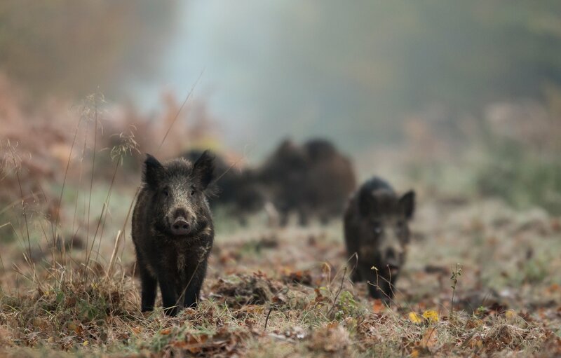 Wild Boars in Field