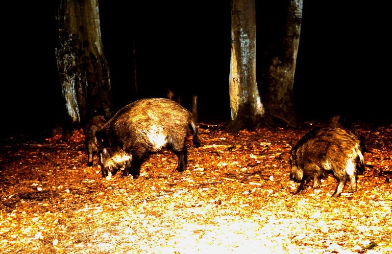 Wild Boars in Forest