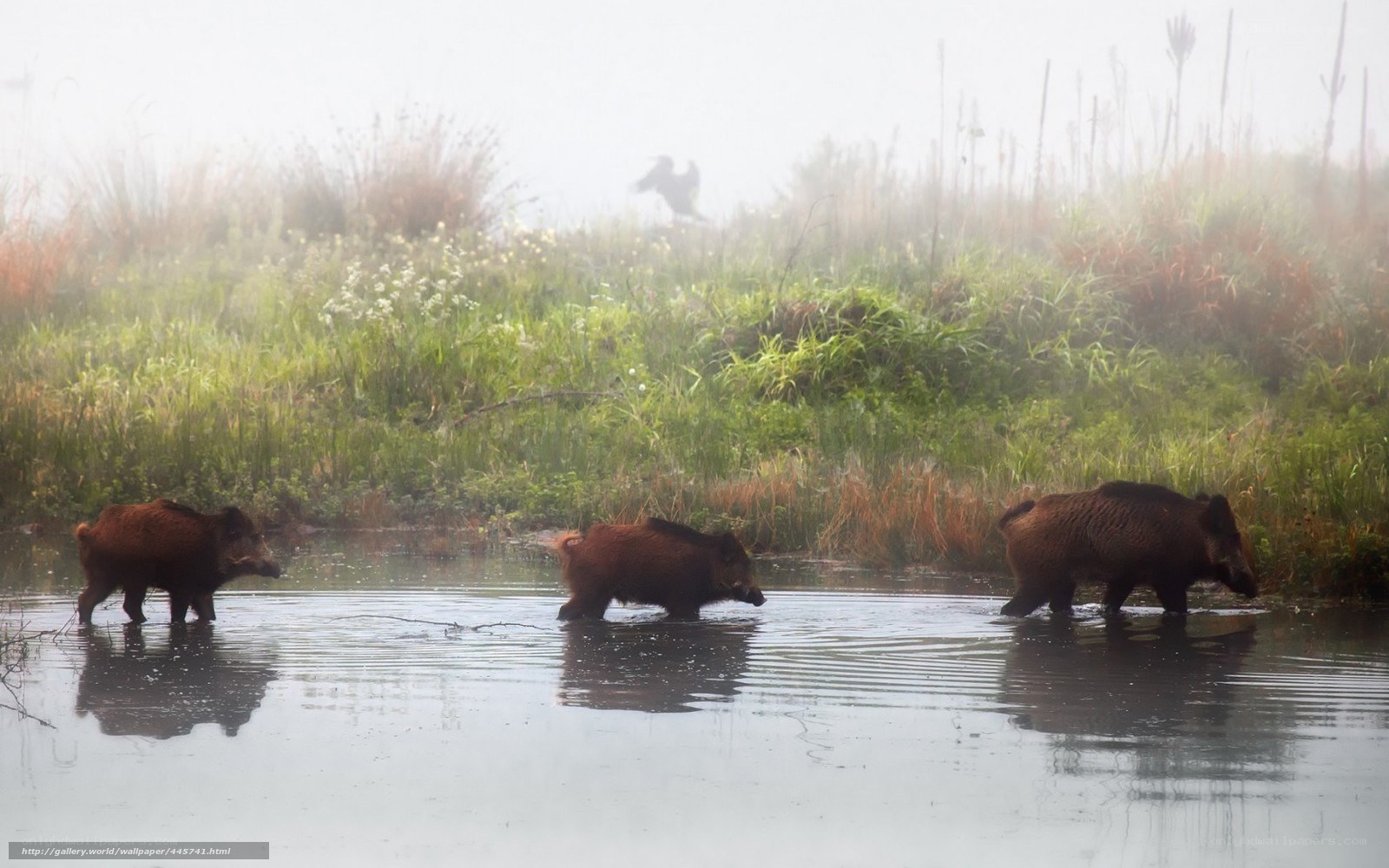 Wild boars in misty water