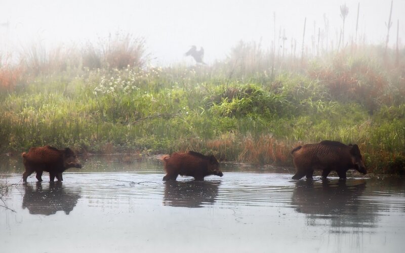 Wild boars in misty water