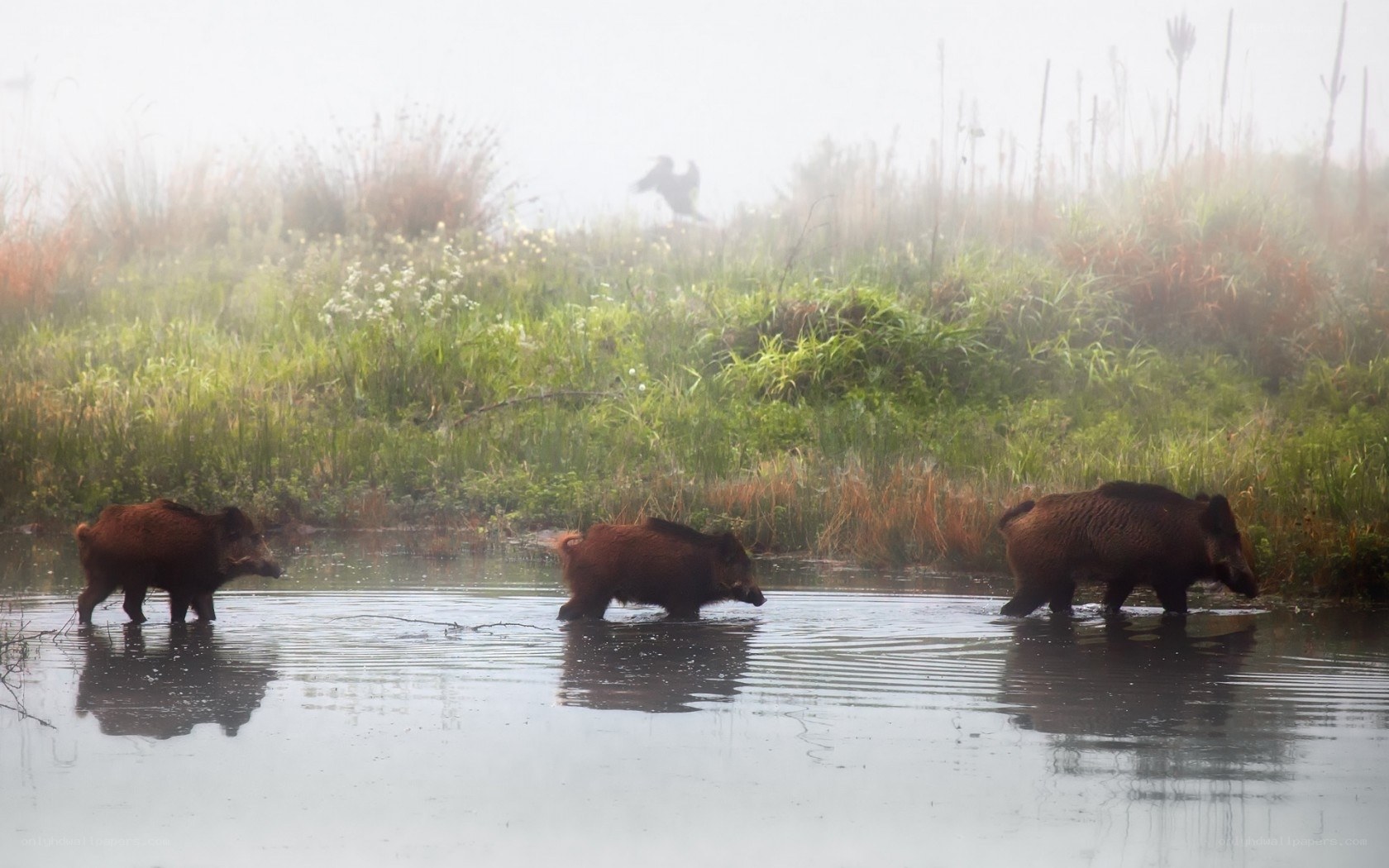Wild boars in misty water