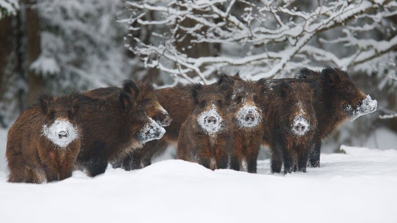 Wild Boars in Snow
