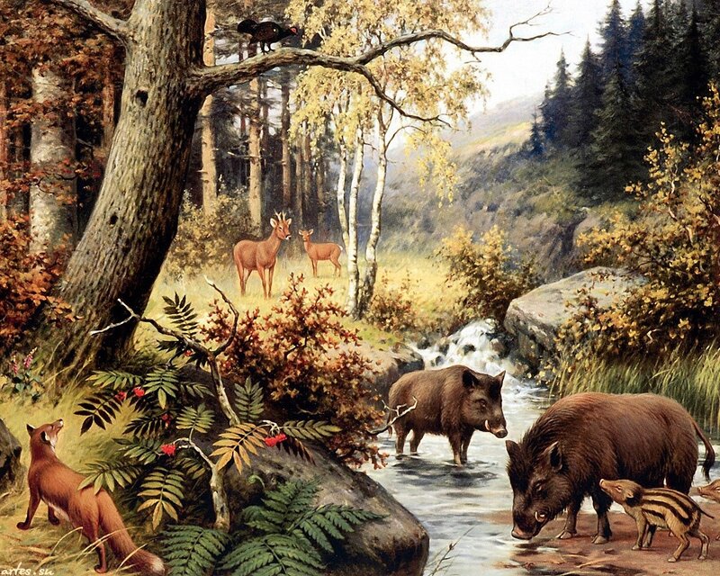 Wild Boars in Stream