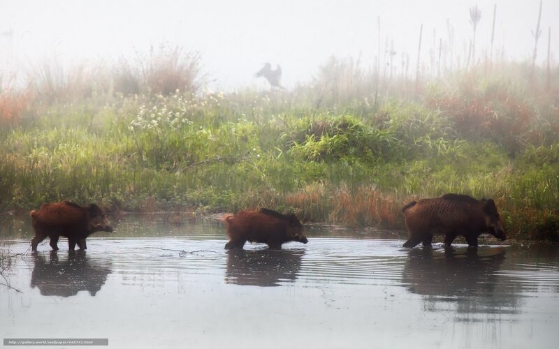 Wild Boars in Water