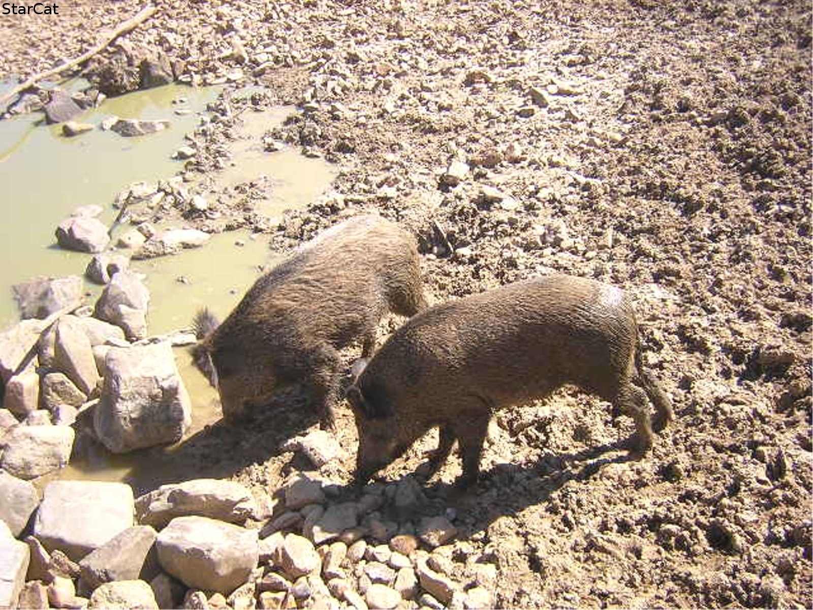 Wild boars near water